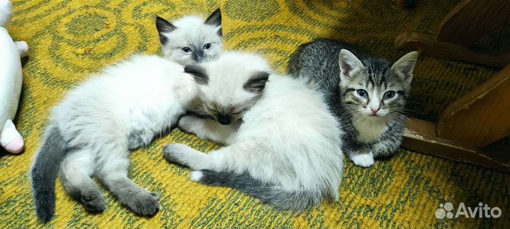 Котята в добрые руки