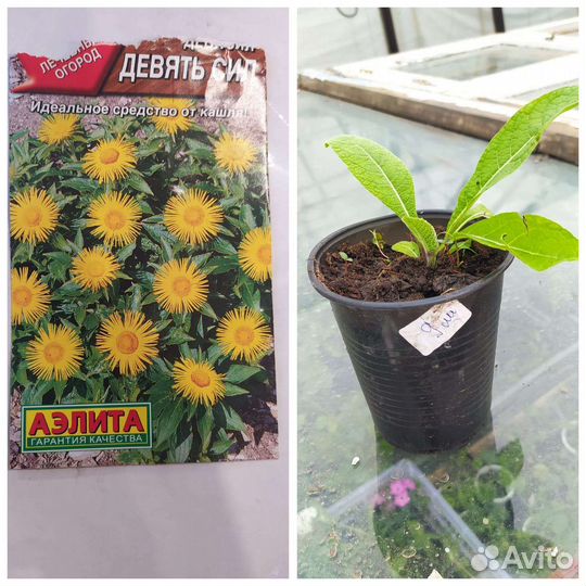 Многолетнии травы, цветы