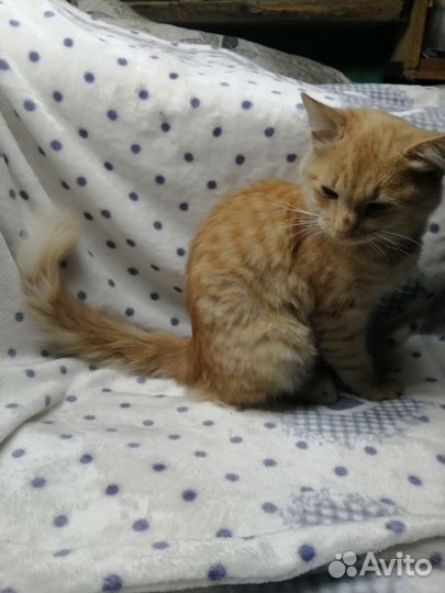 Котик ищет дом