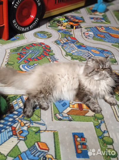 Персидский кот вязка