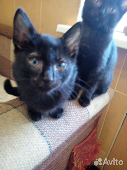 Отдам котят от кошки мышеловки