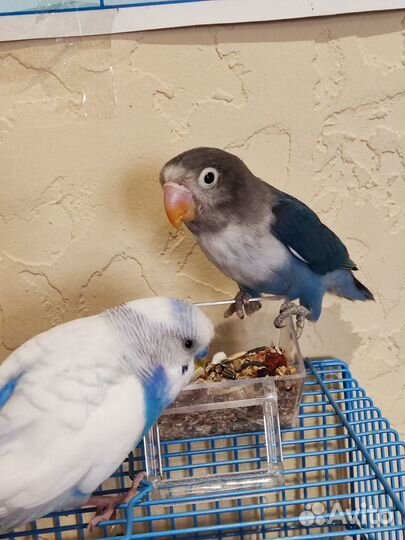 Неразлучник и Волнистые попугайчики