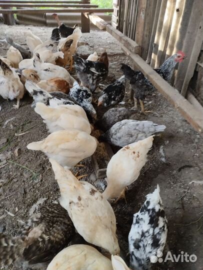 Молодые петухи