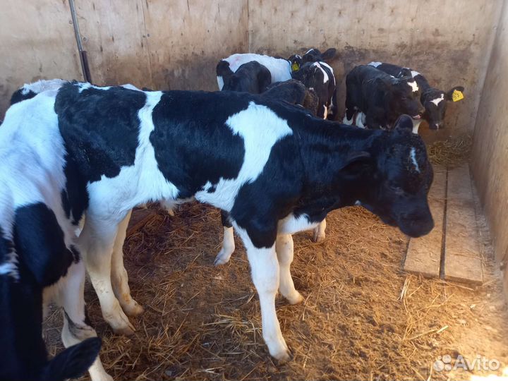 Бычки бычки