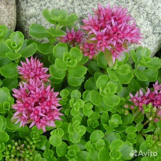 Седум розовый и жёлтый
