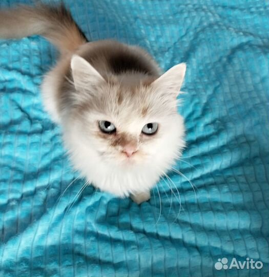 Перса выбросили на улицу - сейчас в приюте