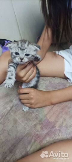 Продажа шотландских котят