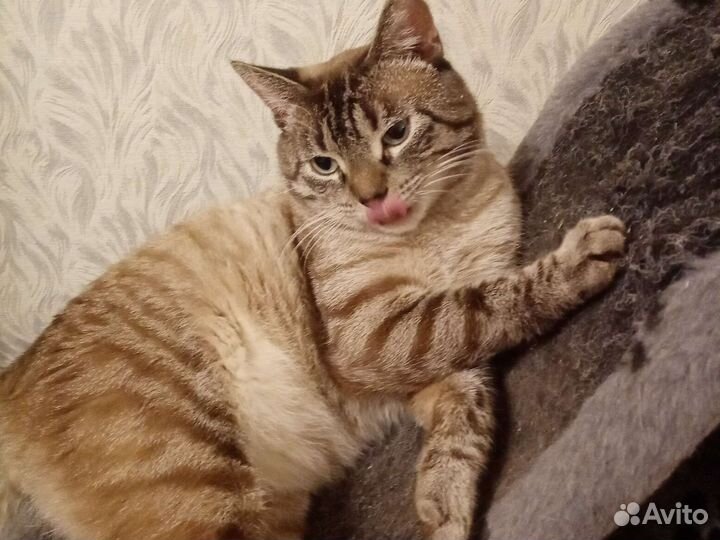 Кошка в дар бесплатно с когтеточкой