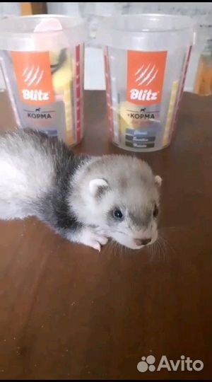 Щенки хорька