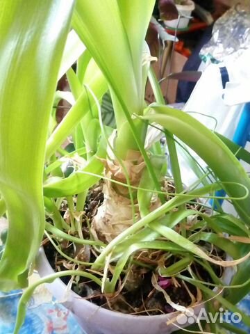 Цветок лекарственный 