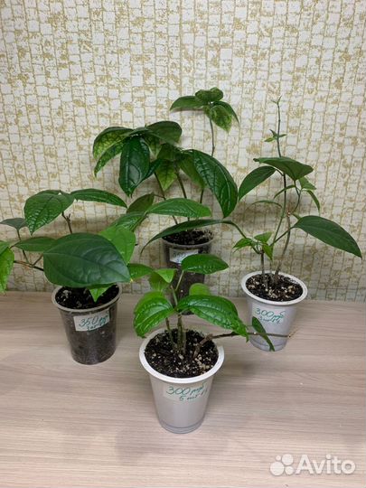 Клеродендрум томпсона