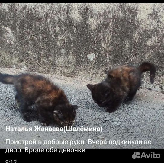 Котята в добрые руки