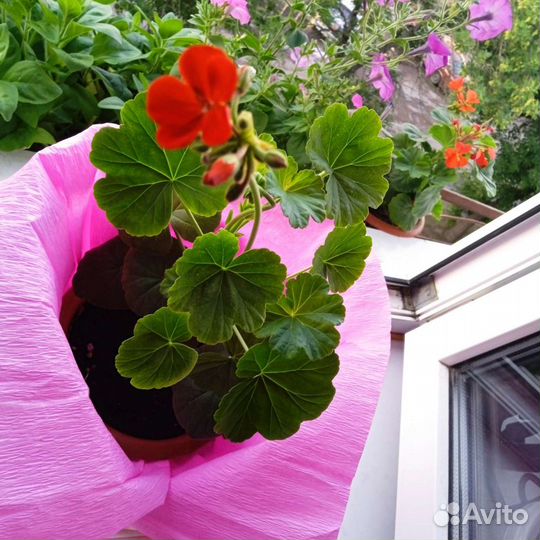 Пеларгония герань, подарок