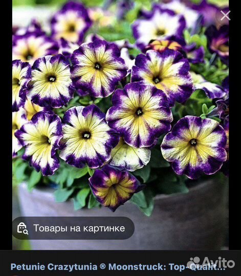 Питуния ампельная