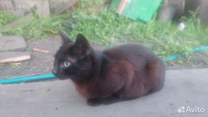 Кошка мурка