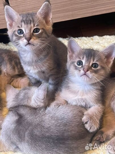 Котята чаузи