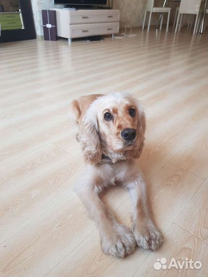 Отдам в добрые руки