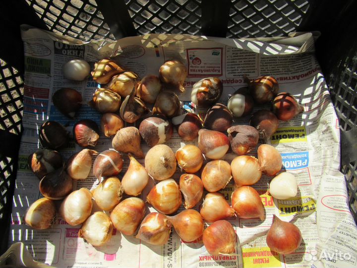 Тюльпаны всем, кто любит украшать