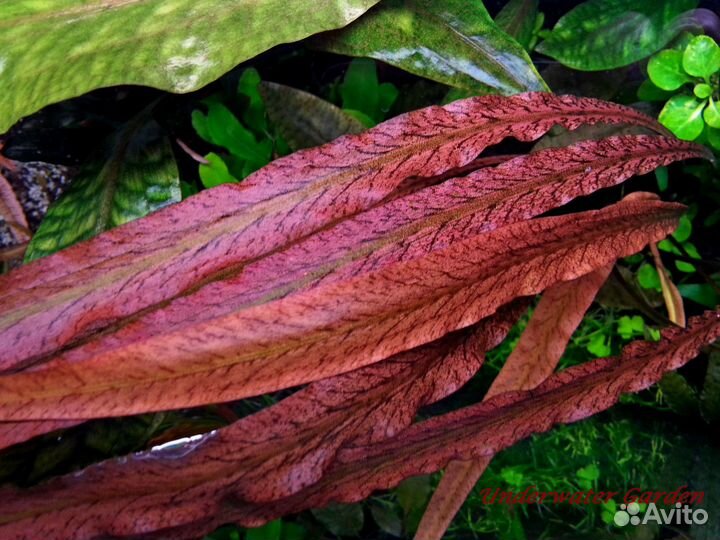 Аквариумные растения