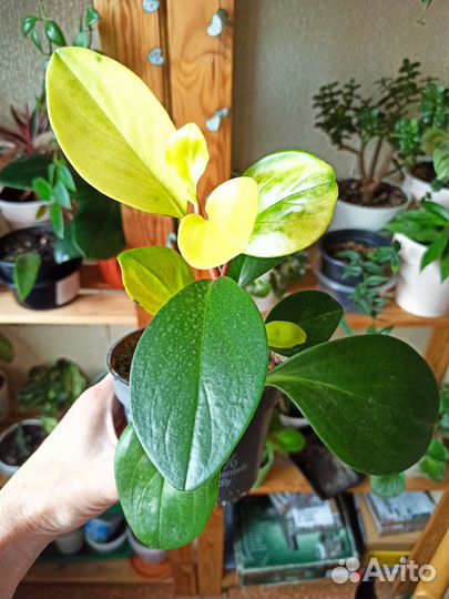 Сциндапсус, пеперомия, мята комн, монстер вар