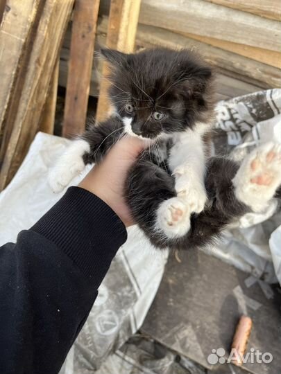 Кошечка в добрые руки