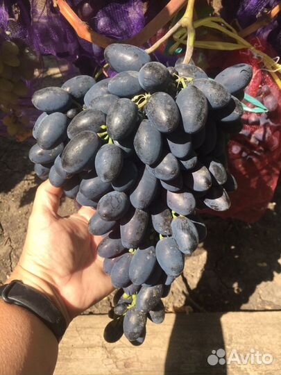 Саженцы и чубуки столовых сортов винограда