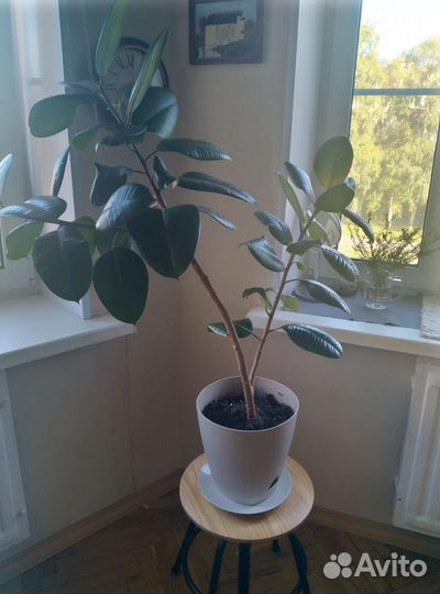Фикусы каучуконосные/эластик