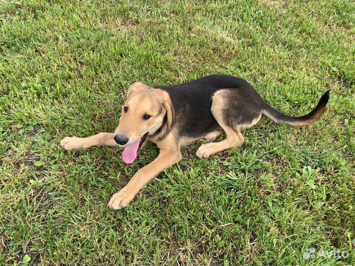 Собаки бесплатно