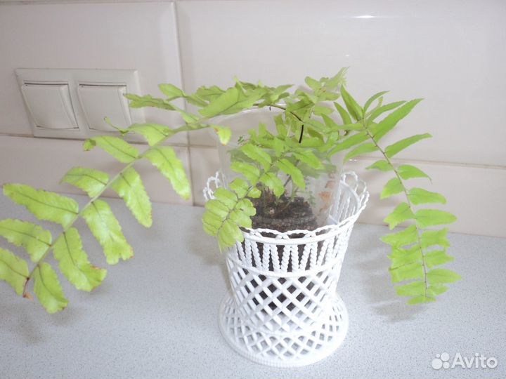 Комнатные растения цветы