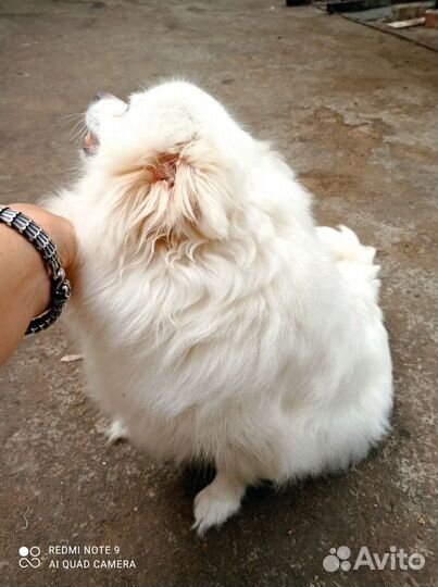 Немецкий шпиц девочка