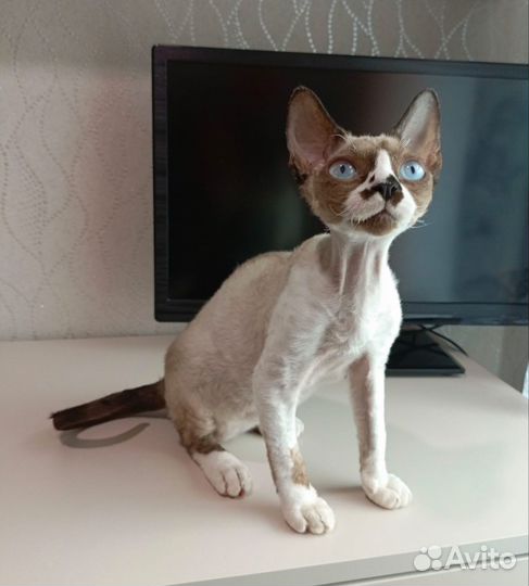 Девон-рекс кот