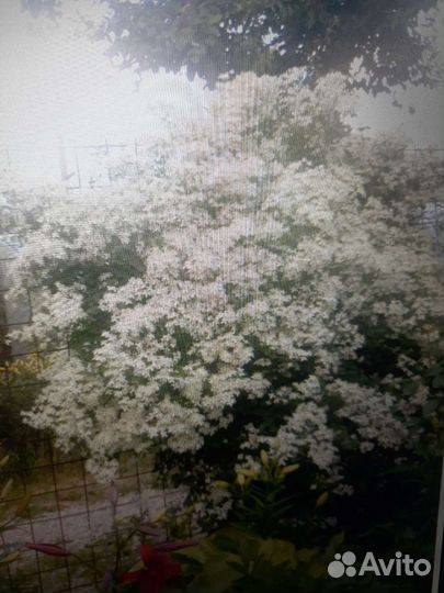 Клематисы и другие красивые цветы