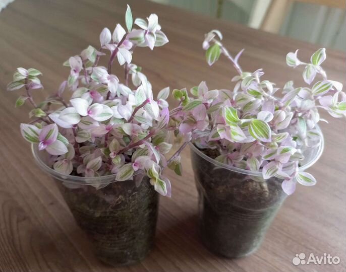Каллизия розовая пантера
