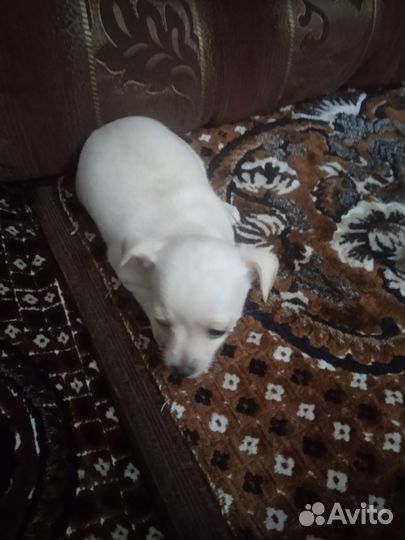 Той-терьеры