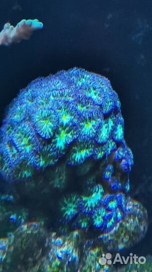 Фавия Инферно