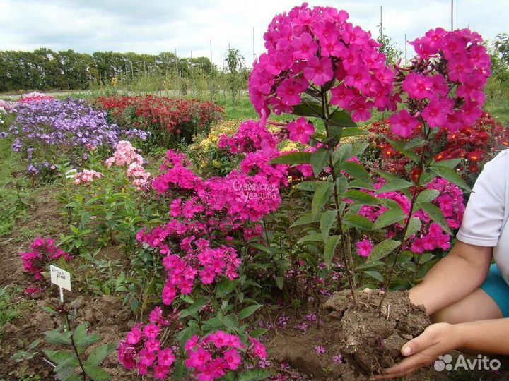 Флоксы многолетние