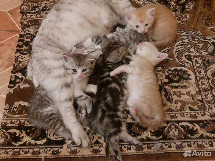 Британские котята вислоухие ипрамоухие
