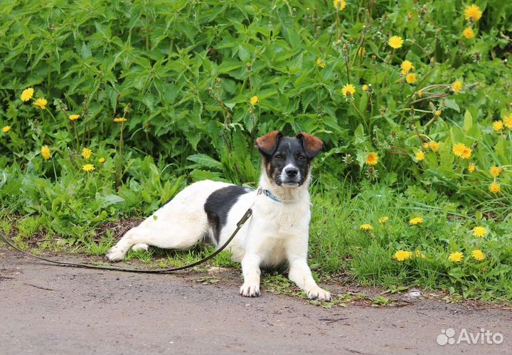 Щенок, 6 месяцев