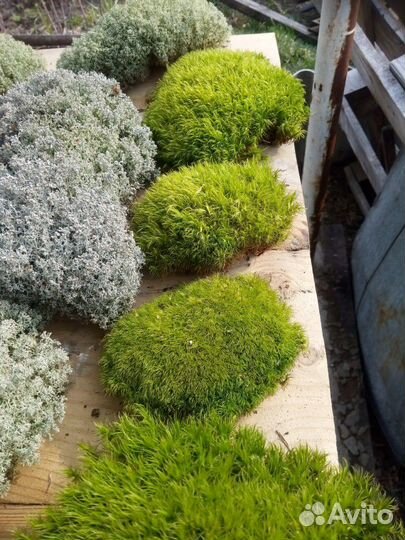 Мох кочками (кочки) стабилизированный