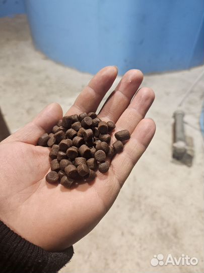 Корм для форели