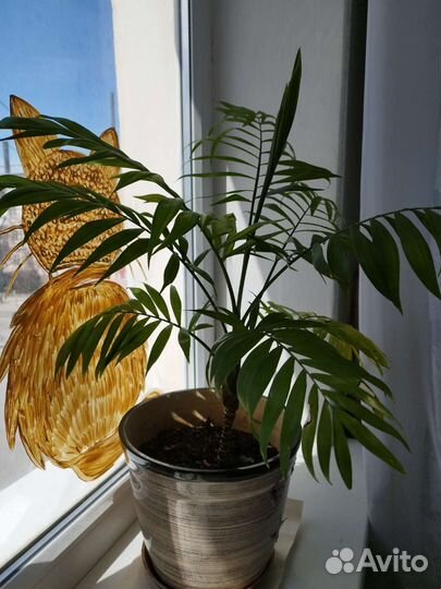 Комнатные цветы пальма Хамедорея