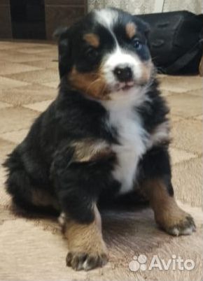 Бернский зенненхунд