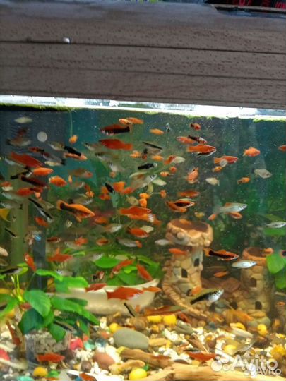 Аквариумные рыбы