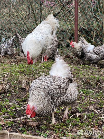 Инкубационное яйцо породных кур