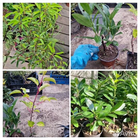 Лавровишня Отто Люкен,кавказская,луизит-я,софия