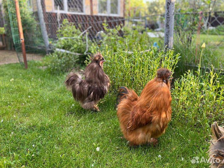 Инкубационное яйцо шелковых китайских курочек