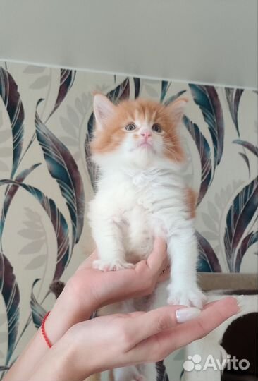 Мальчик Мейн кун классика