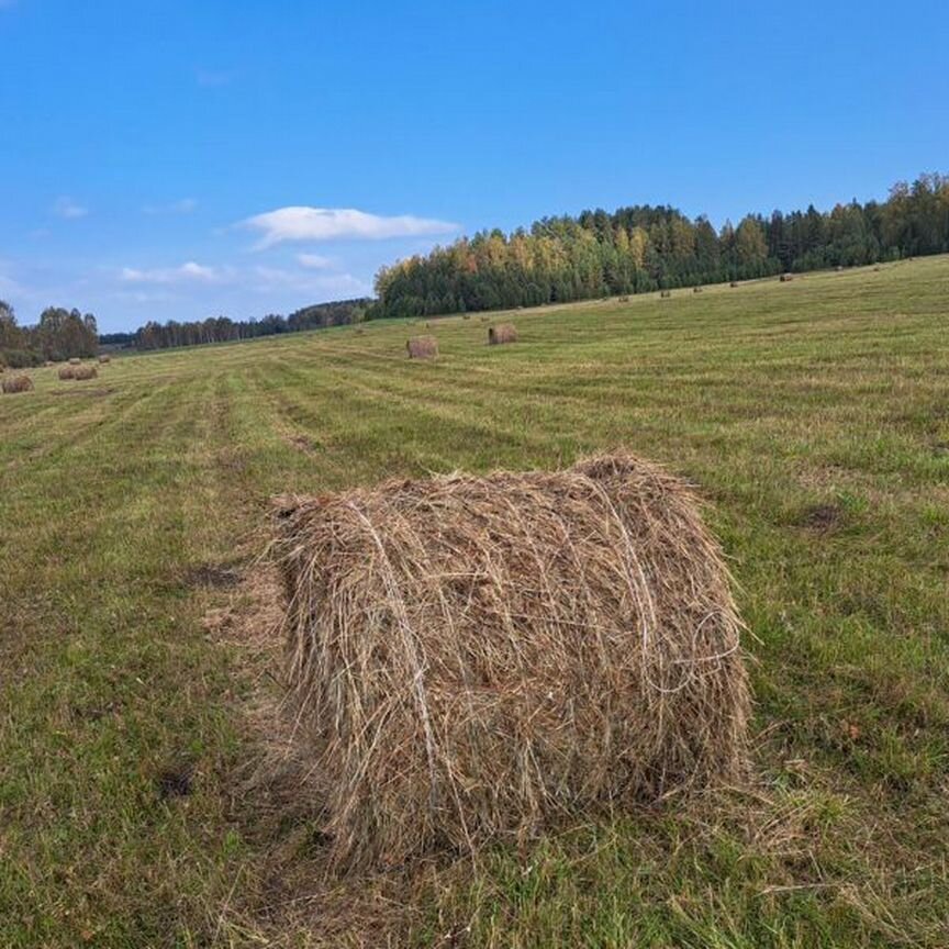 Сено люцерны в рулонах