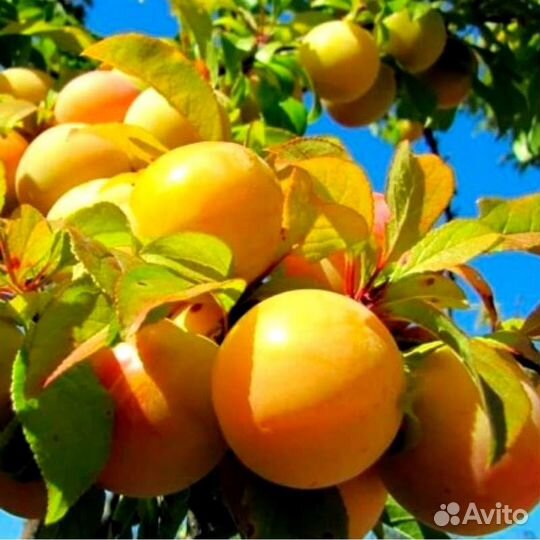 Саженцы диплоидных слив