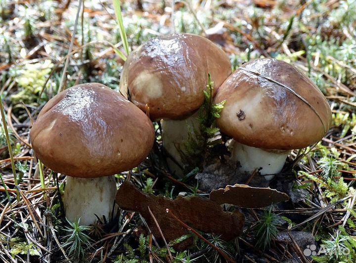 Грибы маслята